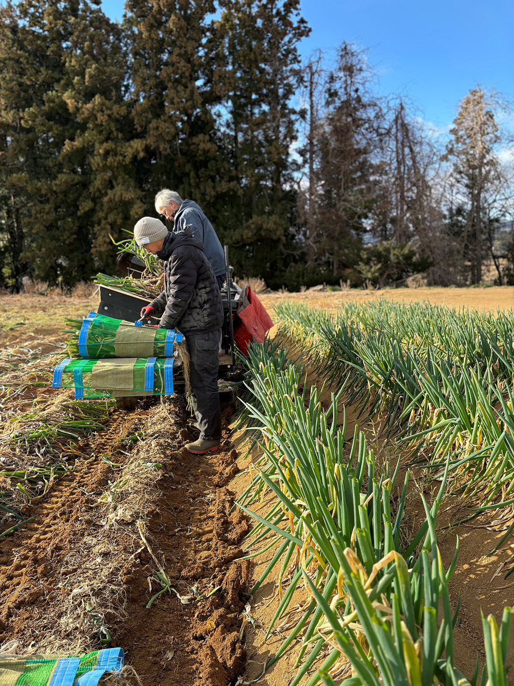 大地のめぐみの長ねぎ