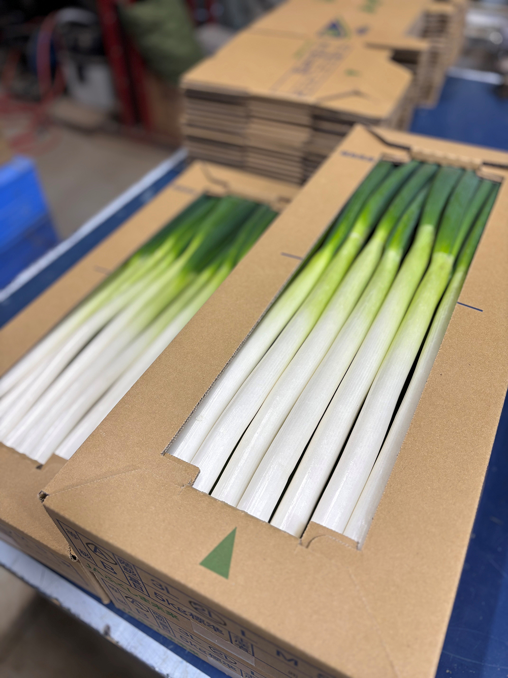 大地のめぐみの長ねぎ