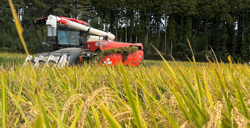 大地のめぐみの水稲