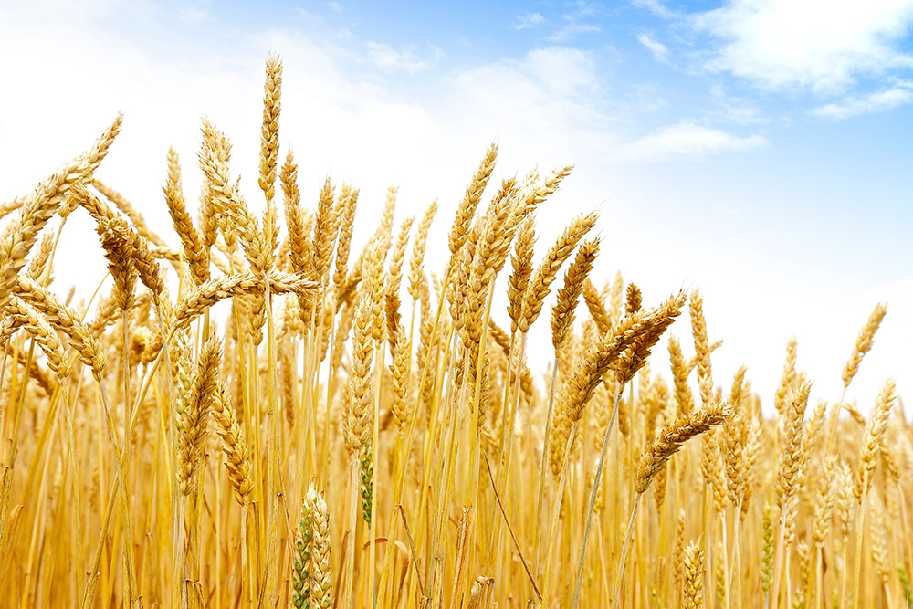 大地のめぐみの小麦